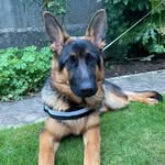 Mason - @masongermanshepherd - Instagram