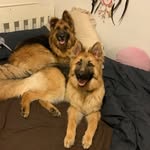 Max mason the German Shepherds - @max_mason.the.german.shepherds - Instagram