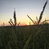 Mason Gross - @masongross8 - TikTok