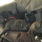 Mason And Dozer Guerra - @mason_and_dozer_guerra - Instagram