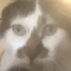 Mason - @mason.hauser.reed - TikTok