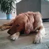 Thedogsqaud - @masonhuck - TikTok
