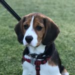Mason Naughty Krug - @mason.beaglier - Instagram