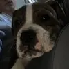 Ted the dog 0384 - @masonlamb0384 - TikTok