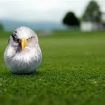 Mason Larkin - @flannius - Instagram