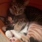Mason Levine - Facebook