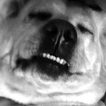 Mason Maher - @masonmaherthedog - Instagram