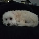 Mason Marquez - @marshmellowthedog59 - Instagram