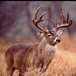 Mason Mayo - @masoncowboyup6 - Instagram