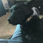 Mason McAfee - @mason_o_terrier - Instagram