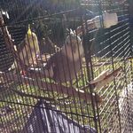 Mason Mccullough - @tinto_and_pearl_the_cockatiels - Instagram