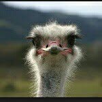 mason mcgee - @uneven_ostrich - Instagram