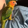 Mason McLaughlin - @mango.the.conure23 - TikTok