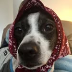 Mason McNabb - @mason_the_rat_terrier_ - Instagram