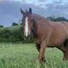 🍉🎭🎧MasonMoo🎮🐎💐 - @masongraves679 - TikTok