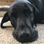 Mason Shaffer - @mason_shaffers_dog - Instagram