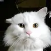 Mason Sharp - @teddybearlol123 - TikTok
