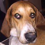 Mason Shepard🐶 - @masonthepuppydog - Instagram