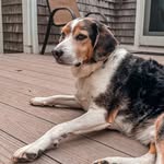Mason - @masontotherescue - Instagram