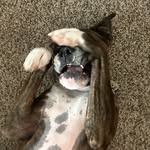 Mase - @mason.weaver - Instagram