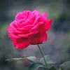 RIDA Syeda♥️🧿♥️ - @masoomabatool166 - TikTok