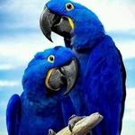 Masooma Rizvi - @masooma.rizvi.1232 - Instagram