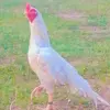 Masroor khan - @masroor.khan65 - TikTok