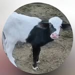Mastan Singh - @neeli_ravi_punjab_farm - Instagram