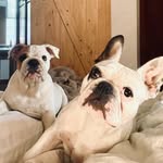 Mateo & gordon - @mateo.frenchbulldog - Instagram