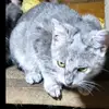 Mateo cats rescue - @mateohouseofcats - TikTok