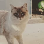 Mateo&Morgana Ragdoll cat - @mateoymorgana_ragdoll_cat - Instagram