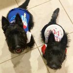 Mateo and Morrie - @mateo.and.morrison - Instagram