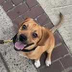 Mateo Pierce Sano - @teopuggle - Instagram