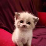 Mateo Saunders - Facebook