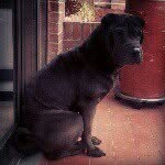 Mateo mateo - @mateo_sharpei - Instagram