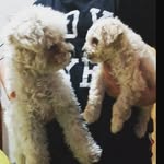🐶Mateo y simon 🐶 - @mateo__simon - Instagram