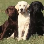 Mateo Stephens - @dogs4lifesite - Instagram