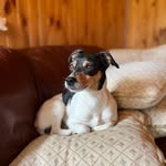 Mateo 🐶 - @mateoweisse - Instagram