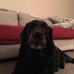 Mathew Griffiths - @griffiths1239 - Instagram