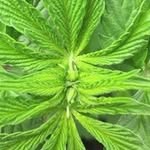 Mathew Kelley - @humblegrows_heals - Instagram