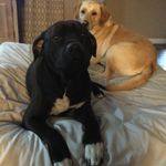Logan Mathew Lambert - @zeus_scout_blog - Instagram