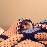 Mathew Meade - @matthehobbit - Instagram