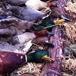 Mathew Melton - @oregon_webfoot - Instagram