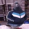 matthew_._murray - @matthew_._murray - TikTok