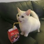 Mathew lopez - @mathew._.shortboy - Instagram