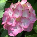 Mathew 🌺🌷 - @mathew_tom567 - Instagram