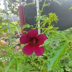 Mathew Wilkinson - Facebook