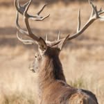🦌🦌🦌 - @mathiasbermeo_date_cuenta - Instagram