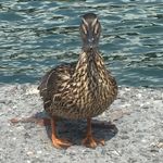 Matilda Ford - @tilds_ford - Instagram