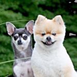 Henry & Matilda 🐾 - @henrymatilda - Instagram